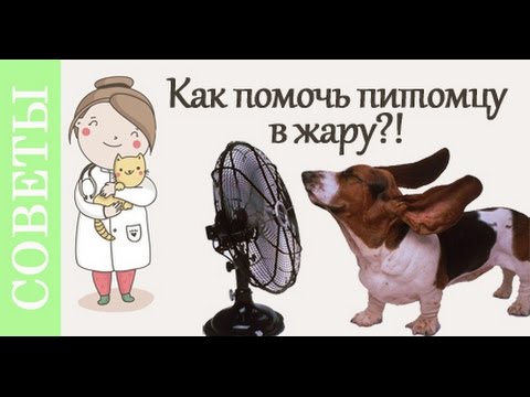 Видео: Как помочь собаке в жару. Советы ветеринара.