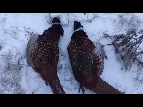 Видео: ВТОРОЙ ДЕНЬ ДВА ФАЗАНА.
