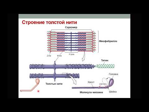 Видео: Физиология мышц. Часть 2. Теория скользящих нитей