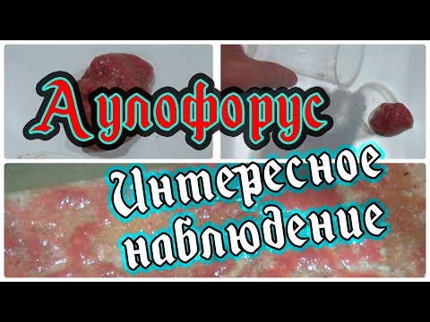 Видео: Аулофорус. Клетчатка?!
