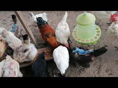 Видео: Ежедневные хлопоты на птичьем дворике. 