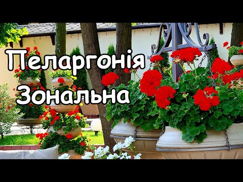 Видео: Пеларгонія зональна. Як виростити справжню красу