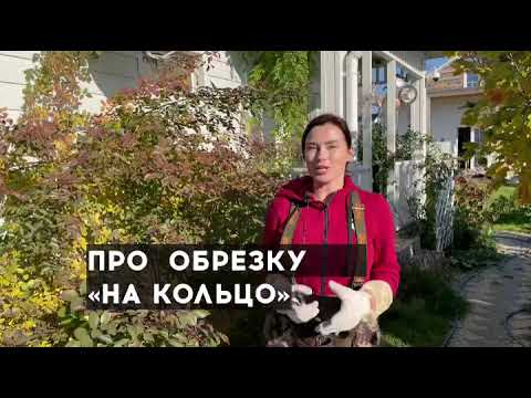 Видео: Про обрезку «на кольцо»