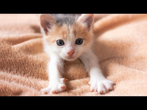 Видео: Кошачья спокойная исцеляющая музыка + кошачье мурлыканье 😽 Музыка, которую любят кошки, успокаив...