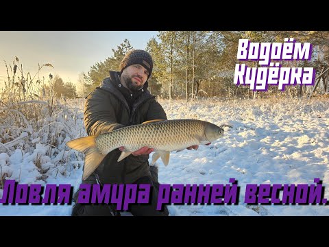Видео: Ловля амура ранней весной. Открытие сезона 2025г на водоёме Кудёрка.