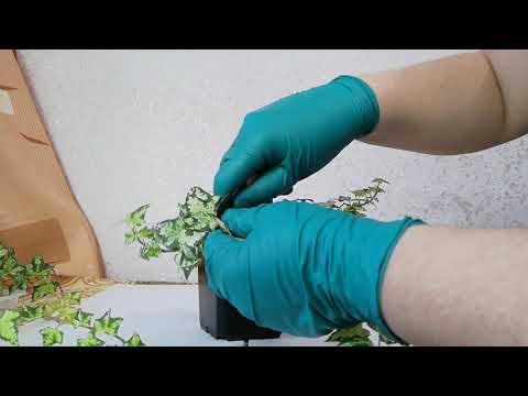 Видео: Черенкование и укоренение плюща.