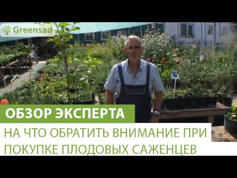 Видео: На что обратить внимание при покупке саженцев плодовых растений