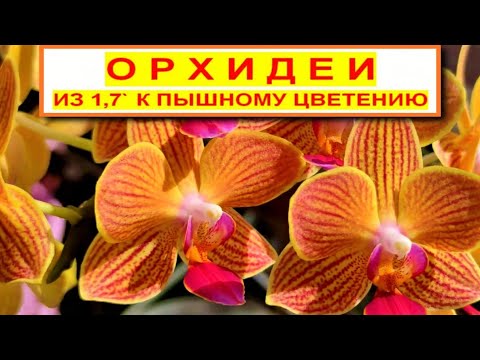 Видео: GOLDSTAFF Fortune ГОЛДСТАФФ из 1,7 к ПЫШНОМУ ЦВЕТЕНИЮ! ГРУППЫ ЭПИФИТОВ. ГНЕЗДОВЫЕ ЭПИФИТЫ!