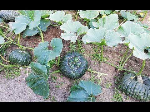 Видео: Тыква Марина из Киоджа.