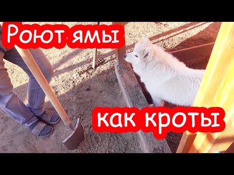 Видео: VLOG Собаки всё портят. Убираем во дворе