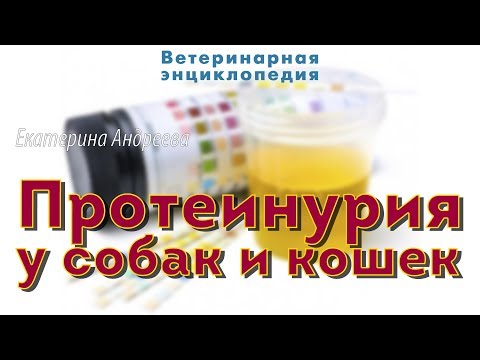 Видео: Протеинурия у собак и кошек