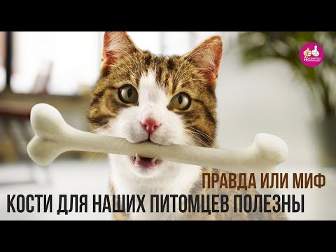 Видео: Трубчатые кости собаке\кошке можно давать? Вредны ли вареные кости в питании домашних животных?