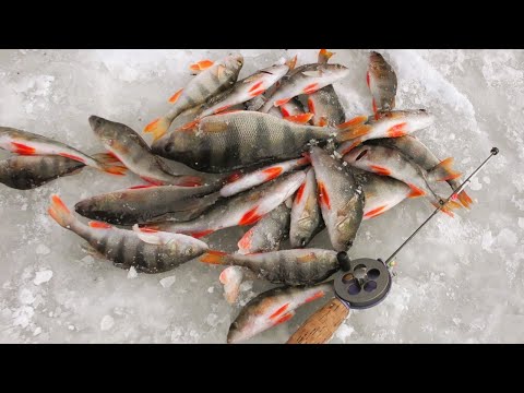 Видео: Мормишка Коза Ловить на Раз Два. Клює на Безмотилку