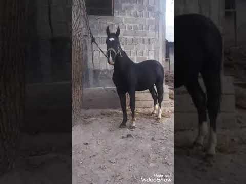 Видео: Хадисте айтылган ат