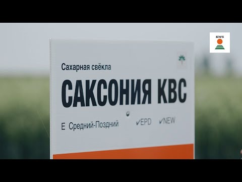 Видео: Обзор классических гибридов сахарной свёклы KWS 2023