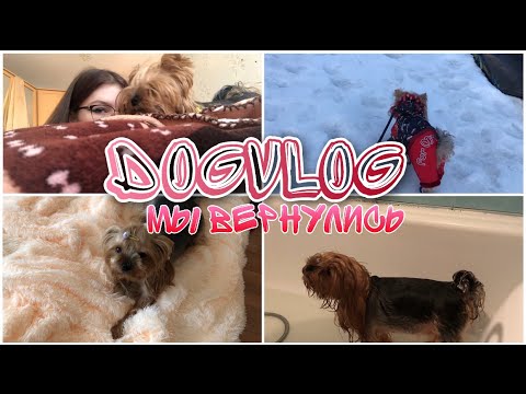 Видео: DogVlog: мы снова здесь! Прогулка | купание