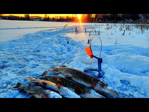 Видео: НЕ ЛЕЗУТ В ЛУНКУ!ТРОФЕЙ ЭТОГО ГОДА.РЫБАЛКА НА ЖЕРЛИЦЫ.ЗИМНЯЯ РЫБАЛКА 2024.