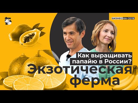 Видео: Как зарабатывают на папайе в Татарстане? Экзотическая ферма