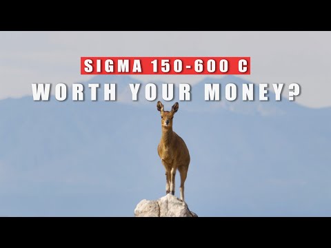 Видео: Обзор современного объектива Sigma 150-600mm для съёмки птиц и диких животных на беззеркальных ка...