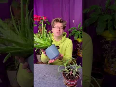 Видео: Пересадка алоэ вера! И чем столетник отличается от алоэ вера