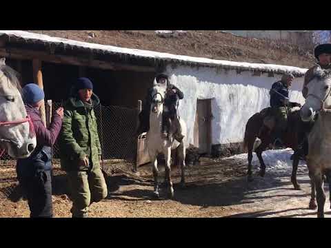 Видео: Улак Терексуу 27.01.2019.