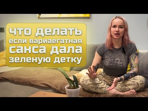 Видео: Что делать если вариегатная сансевиерия дала зеленую детку? Разговорная пересадка.