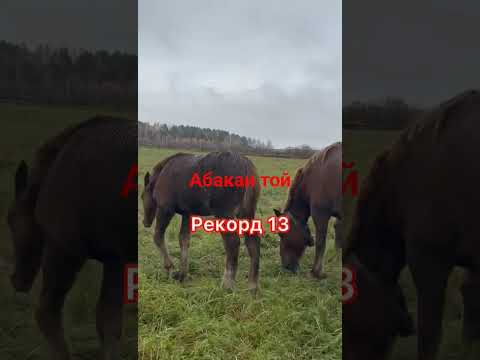 Видео: 14 октября 2025 г.