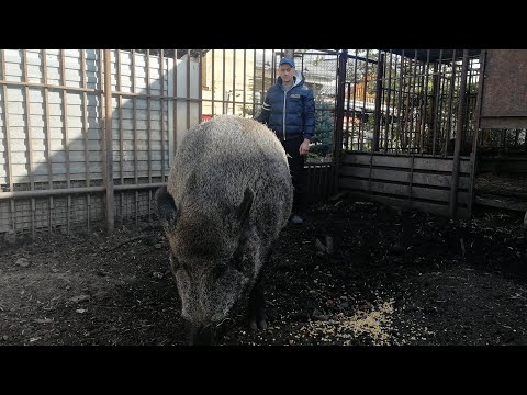 Видео: Просто Фунтик!!!!!!!