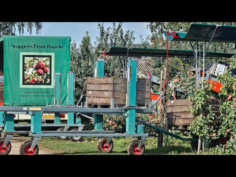 Видео: 2-й отбор урожая Elstar | Совсем небольшой урожай | Оценка качества и размера