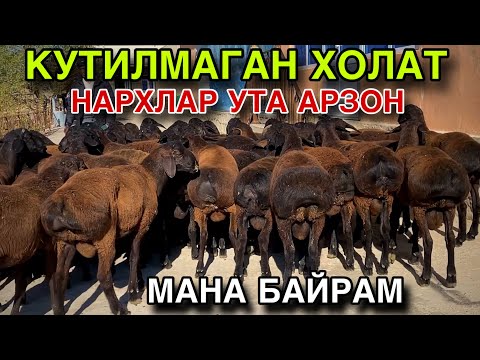 Видео: ЕНДИ ХАММА ОЛАДИ! ТОГДАН ТУШИБ КЕЛДИ! УТА АРЗОН БЕРАМАН! 