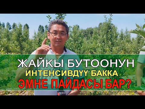 Видео: ЖАЙКЫ БУТООНУН ПАЙДАСЫ . ИНТЕНСИВДҮҮ АЛМА БАК.  КМЦ КЫРГЫЗСТАН