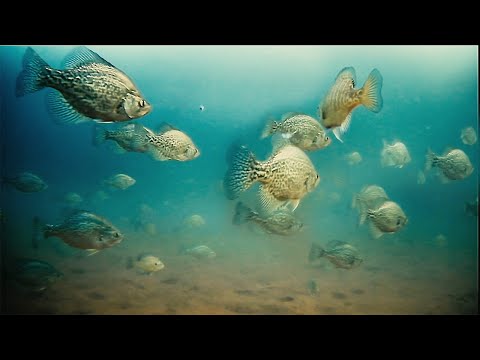 Видео: Подледная рыбалка. РАННИЙ ЛЕД и чистая вода (С ГРУЗОМ!)