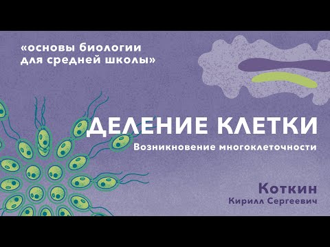 Видео: 6. Деление клетки. Возникновение многоклеточности
