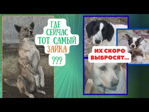 Видео: Пусть выкидывают? Лабра, Гоша и француз