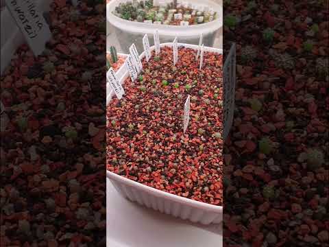 Видео: Сеянцы кактусов🌵 | Полный обзор 👀🥳 #cactus #cactuslover #kaktus #кактус