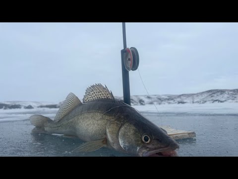Видео: Весенняя рыбалка на судака . Один на льду .