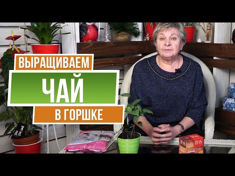 Видео: Выращиваем чай дома  🍃 Как посадить вкусный чай ?