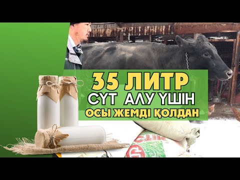 Видео: Сиырдың сүттілігін арттыратын жемнің рецепті