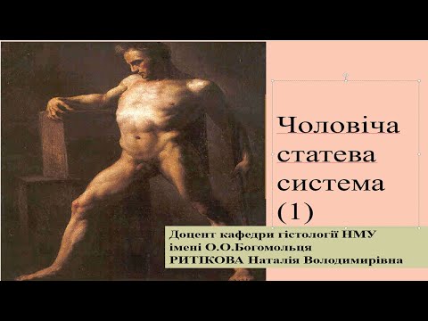 Видео: Лекція - Чоловіча статева система