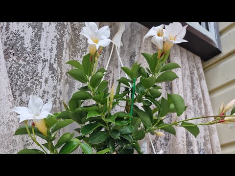 Видео: моя дипладения,как за ней ухаживаю.