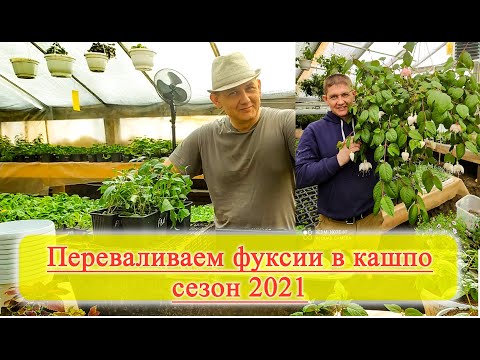 Видео: Фуксия перевалка в кашпо сезон 2021. Обзор фуксии штамбом. Наши маточники фуксии.