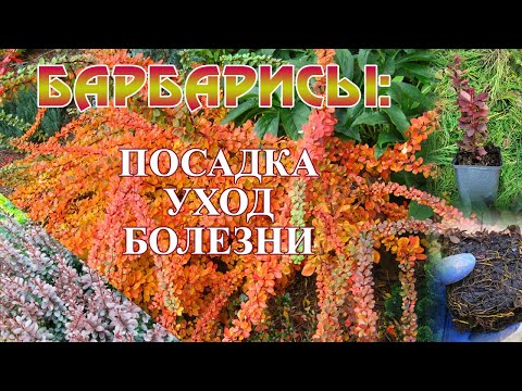 Видео: Барбарисы: посадка, уход и болезни.