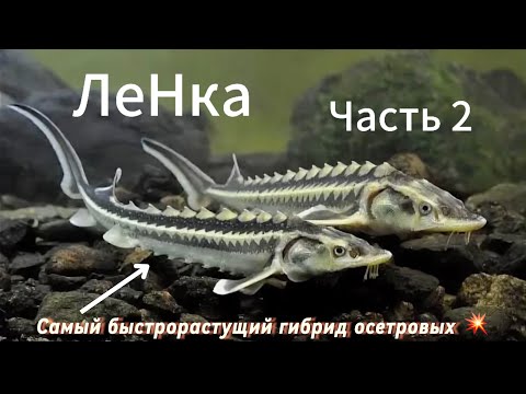 Видео: Разведение осетровых . Итоги исследования роста ЛеНки