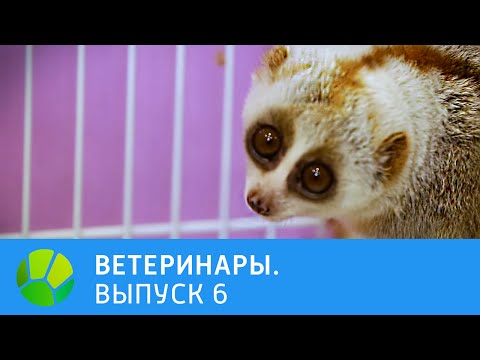 Видео: Ветеринары. Алабай, безногая ящерица, собака из приюта, большой толстый лори | Живая Планета