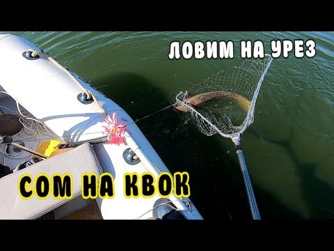 Видео: ЛОВЛЯ СОМ на КВОК на УРЕЗ. СОМОВЬИ ХОРОВОДЫ ВОКРУГ НАЖИВКИ. ПОДЪЕМЫ СОМА на ЭХОЛОТЕ.