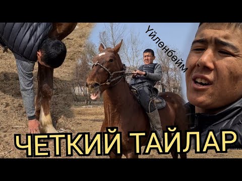 Видео: ЗАКА жарды ама 😱ҮЙЛӨНБӨЙМ ТАЙ САТАМ ДЕЙТ