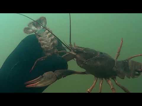 Видео: Ловим и варим раков. Новый классный рецепт.