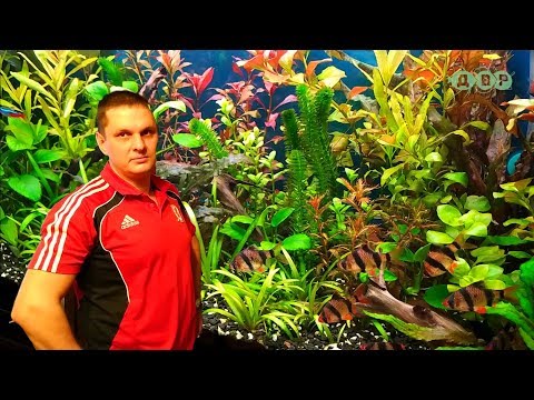 Видео: ДОМАШНИЙ АКВАРИУМ ТРАВНИК ЯРОСЛАВА!