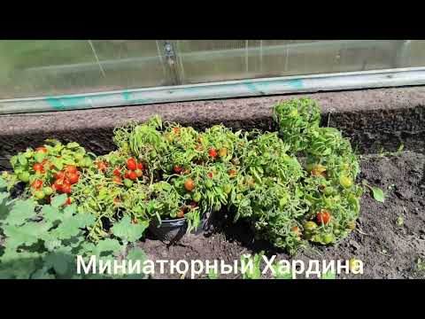Видео: Томаты для выращивания в горшках 
