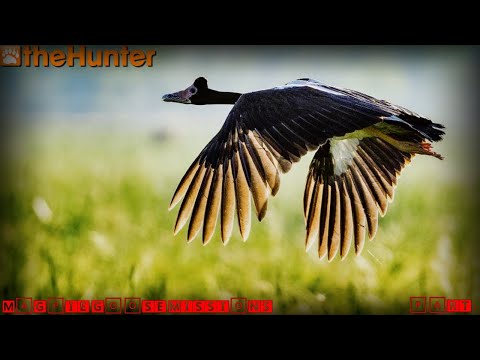 Видео: ♢ theHunter Classic ♢ Magpie Missions ♢ all 10 missions ♢ все 10 миссий на сороку за стрим ♢